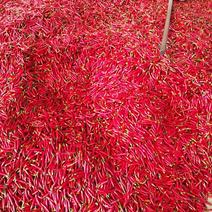 三樱椒2~5厘米中辣红产地直销价格公道