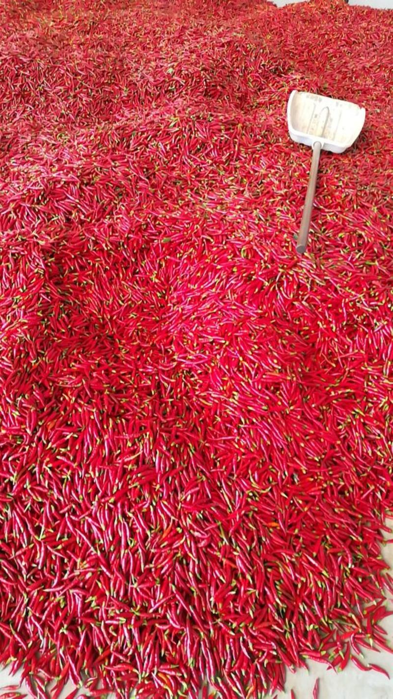 三樱椒2~5厘米中辣红产地直销价格公道
