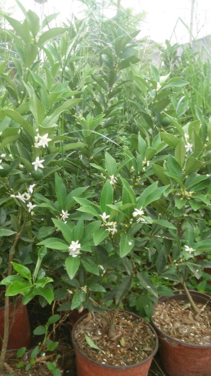 贡柑苗50~80cm