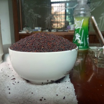 菜籽1