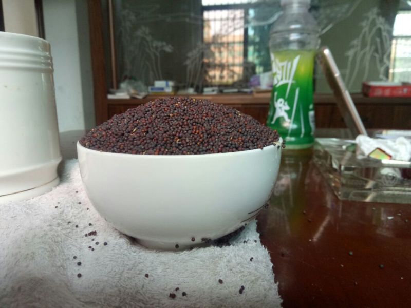 菜籽1
