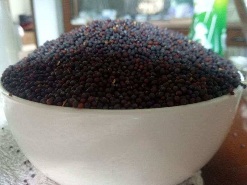 菜籽1