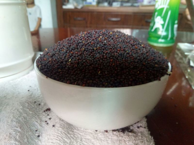 菜籽1
