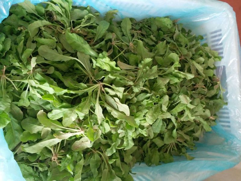 荠菜5~10cm