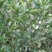贡柑苗50~80cm，今年已开过花的