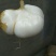 凉薯500~1000g