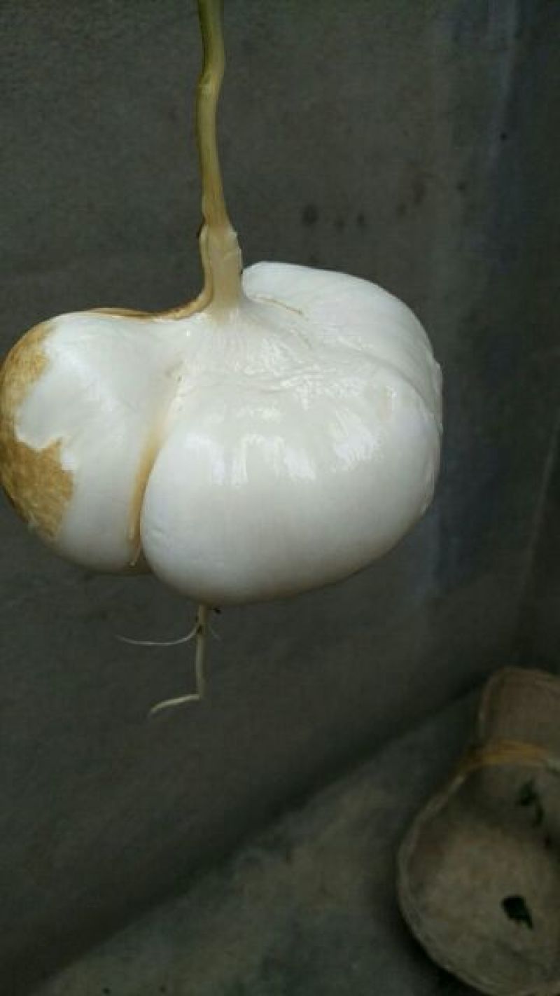 凉薯500~1000g