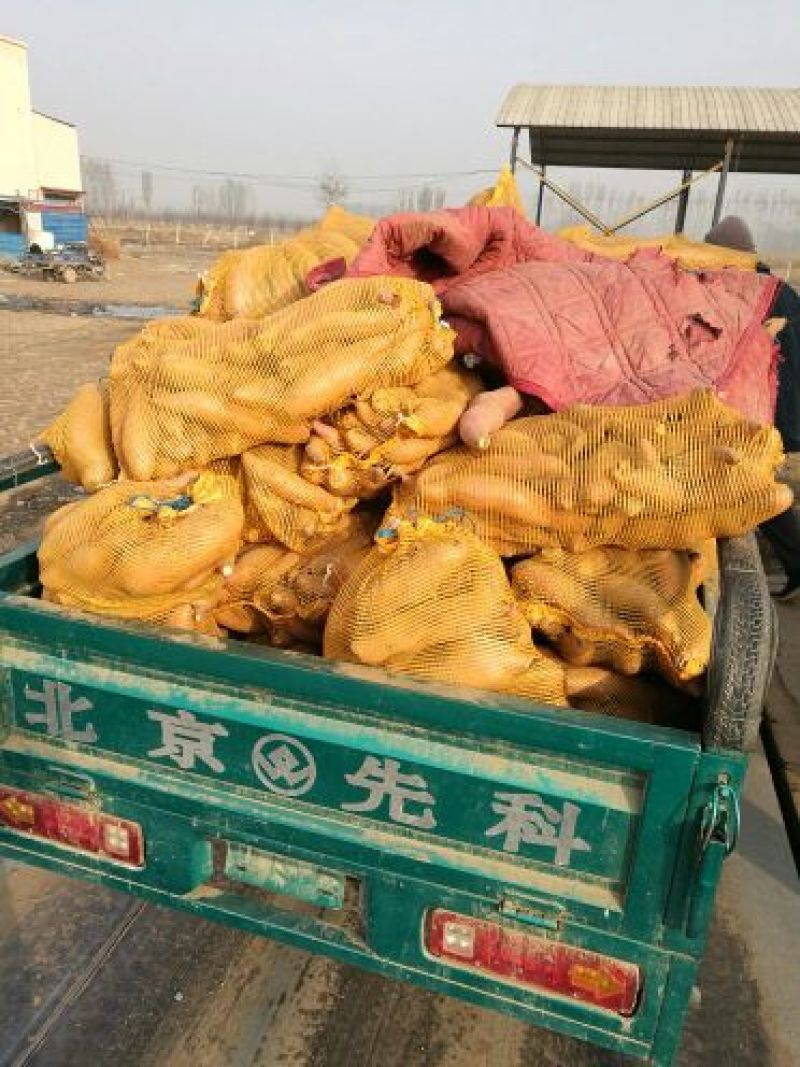 龙薯9号2两以上黄心