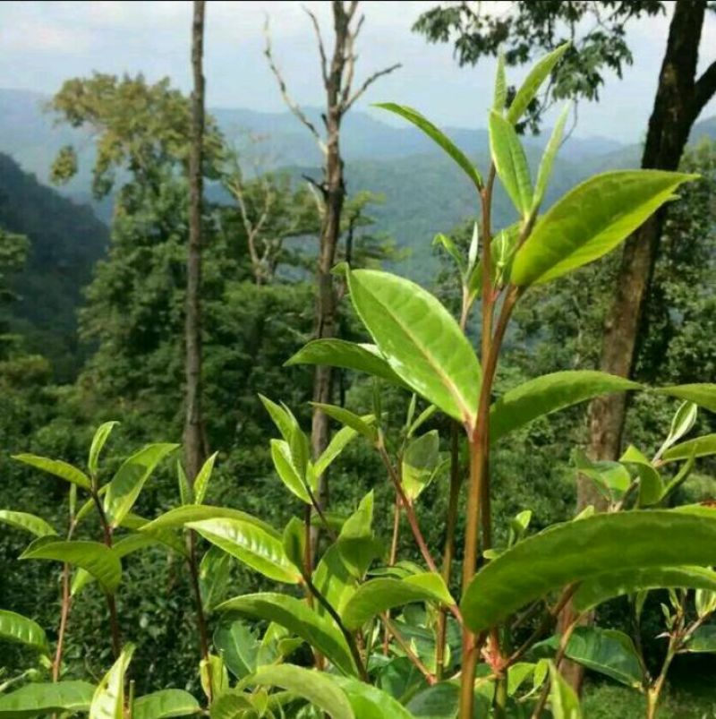 普洱茶一级