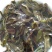 普洱茶一级