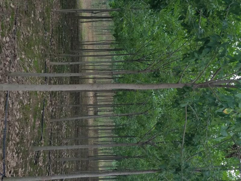 西府海棠18~10cm10～12cm自家苗圃