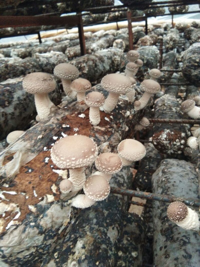 808香菇3cm以上1%