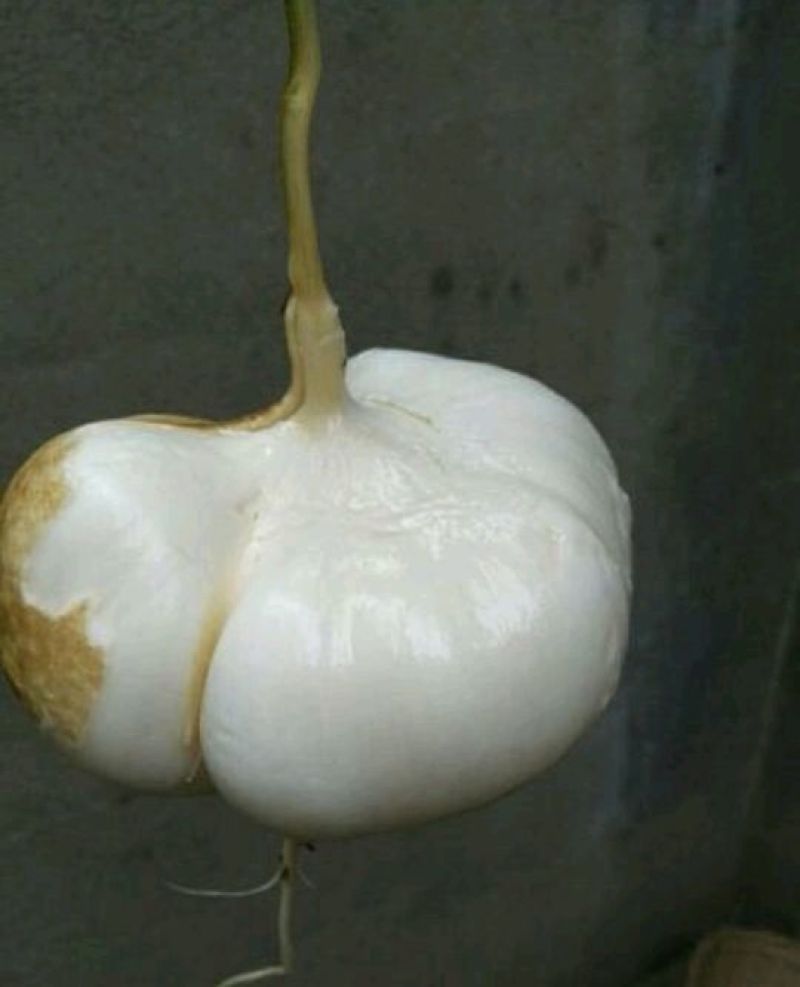 凉薯500~1000g