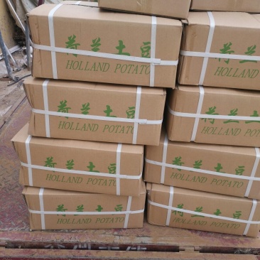 荷兰十五土豆精品1两以下