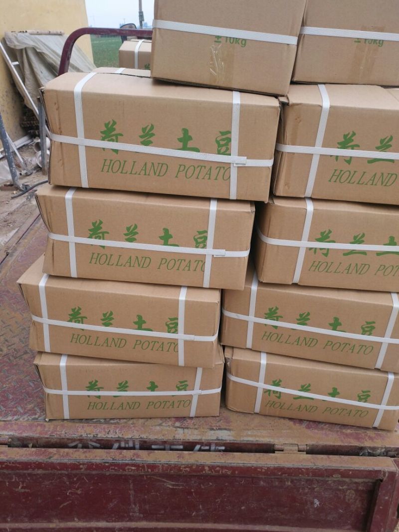 荷兰十五土豆精品1两以下
