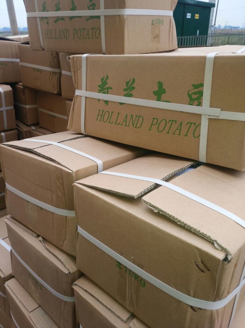 荷兰十五土豆精品1两以下