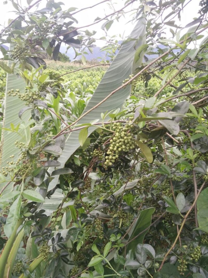 青花椒特级干