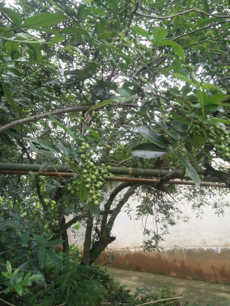 青花椒特级干