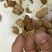 巴旦木散装
