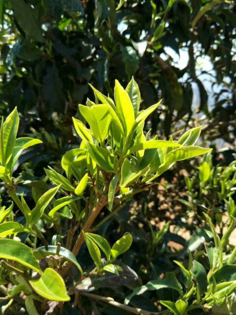 普洱茶三级