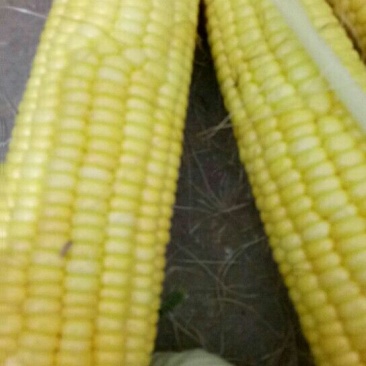 鲜玉米