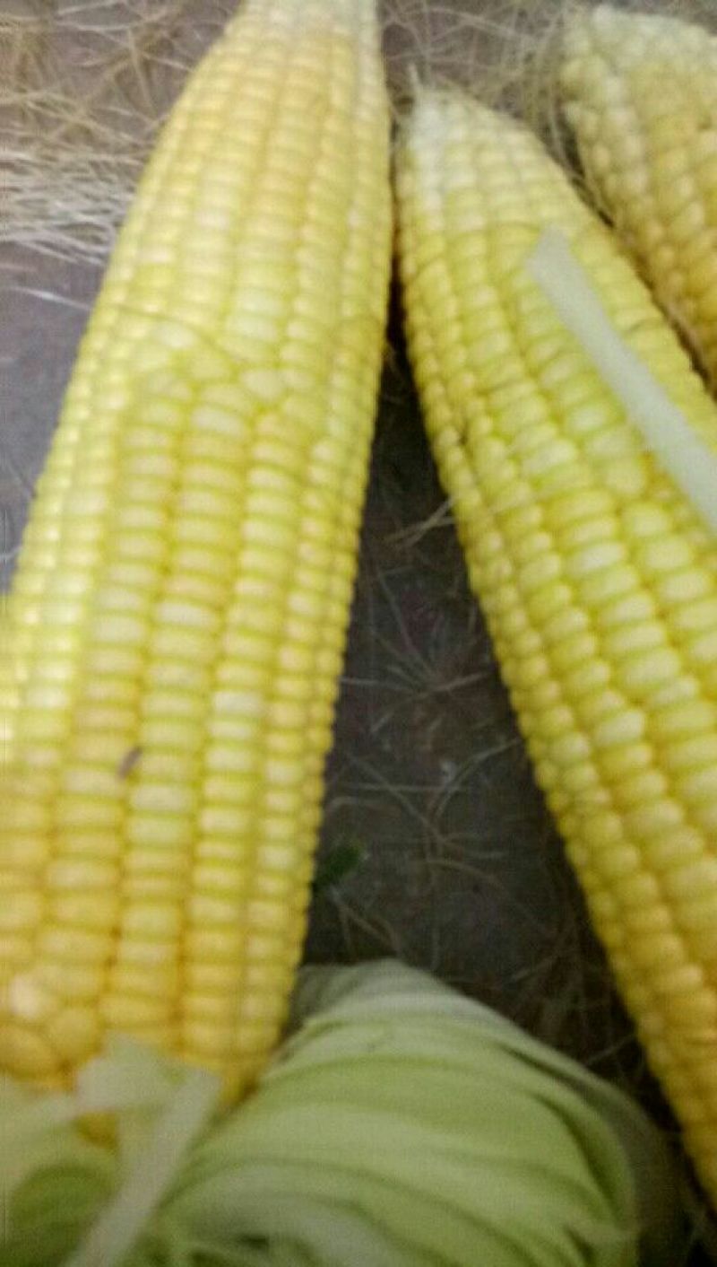 鲜玉米