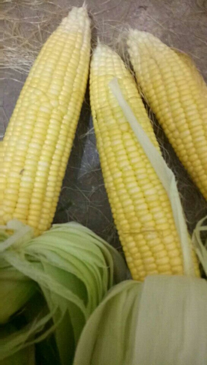 鲜玉米