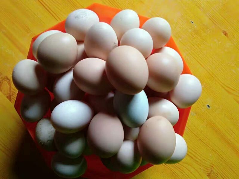 土鸡蛋40~50g食用