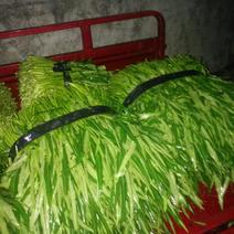竹叶空心菜30厘米以上