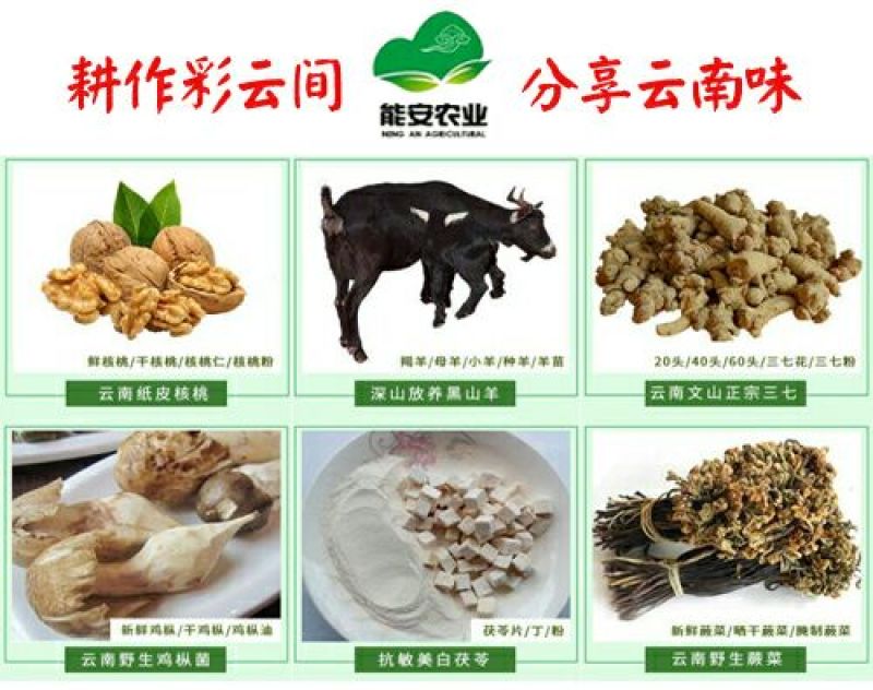 【有好货】云南彝族茯苓丁，可代打粉，道地药材，全国直发