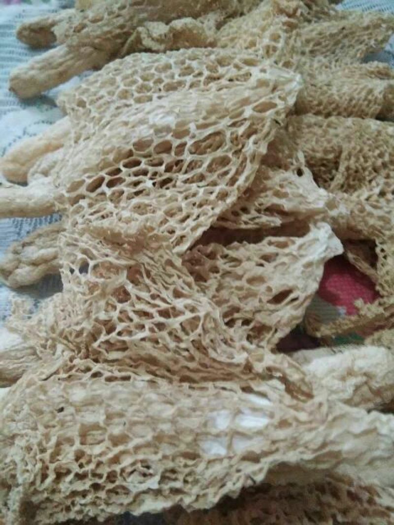 长裙竹荪一级