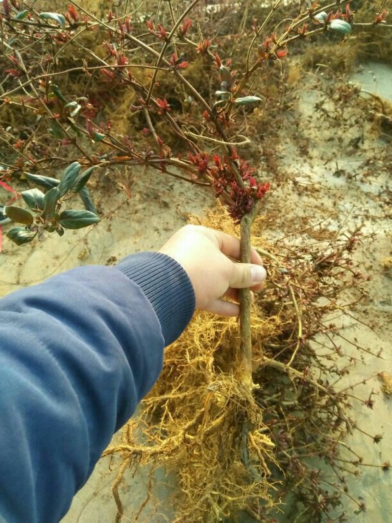 【热卖】金银花苗五彩红色金银花两年生苗直径1公分左右