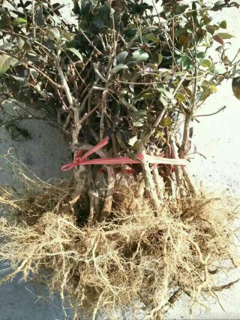 【热卖】金银花苗五彩红色金银花两年生苗直径1公分左右