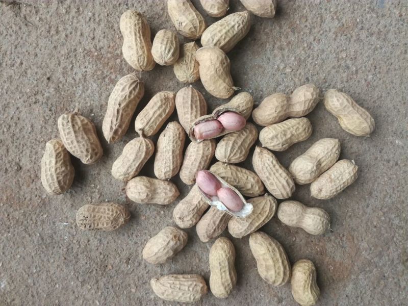 大粒干花生，大小白沙果，一手货源价格实惠颗粒饱满