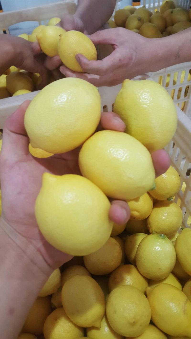 安岳尤力克柠檬2~2.6两新鲜尤力克柠檬已经全面上市