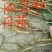油牡丹苗20~30cm