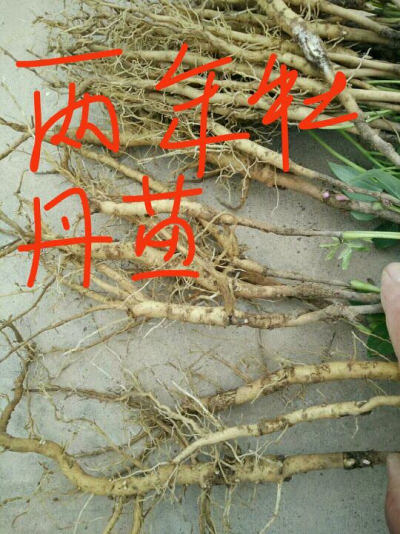 油牡丹苗20~30cm
