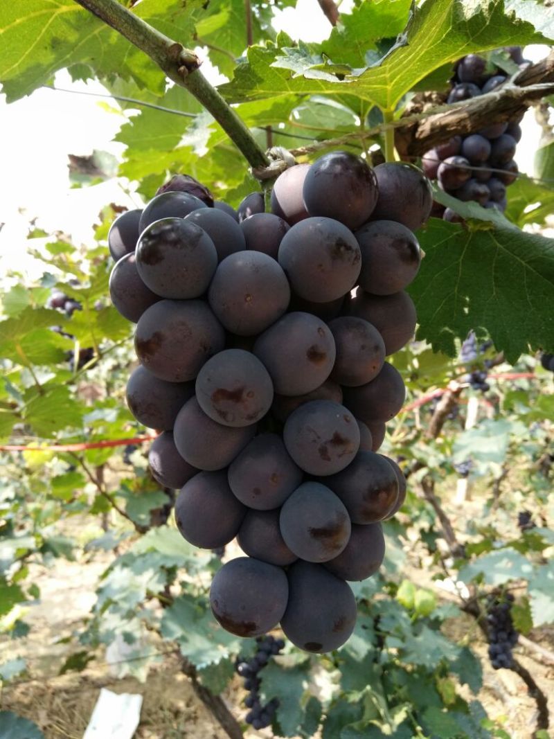 巨峰葡萄葡萄