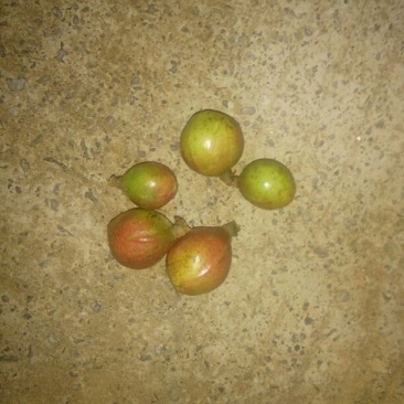 茶树油