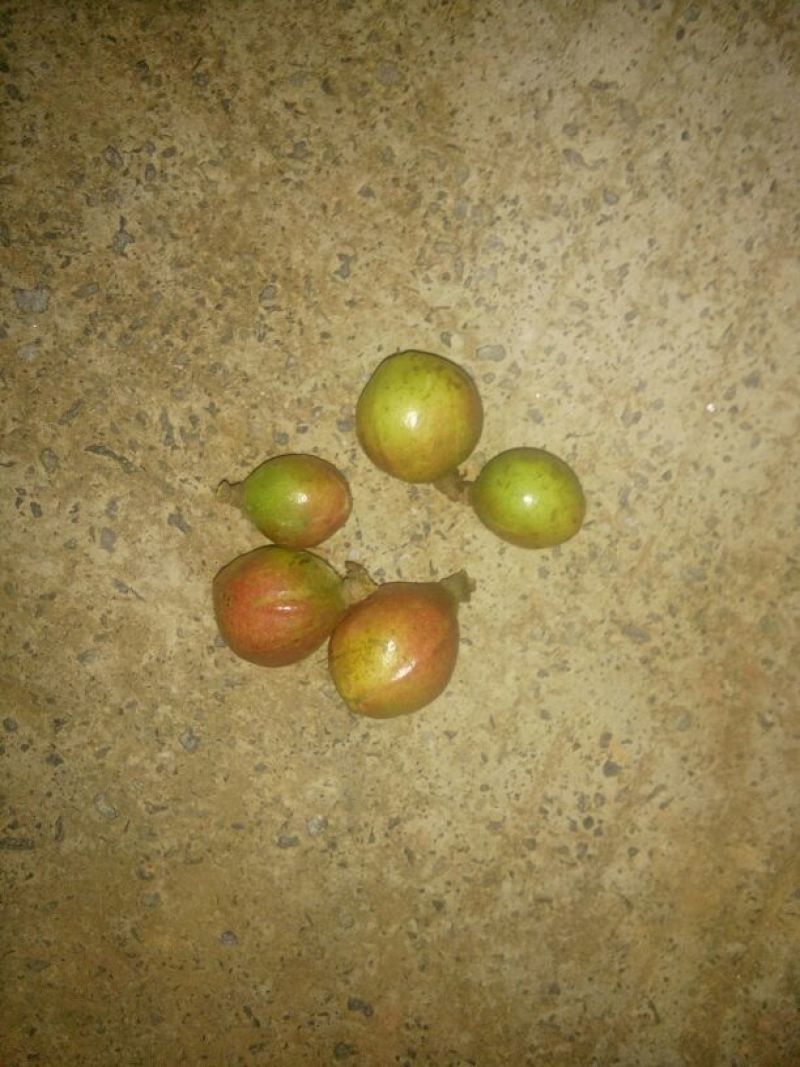 茶树油