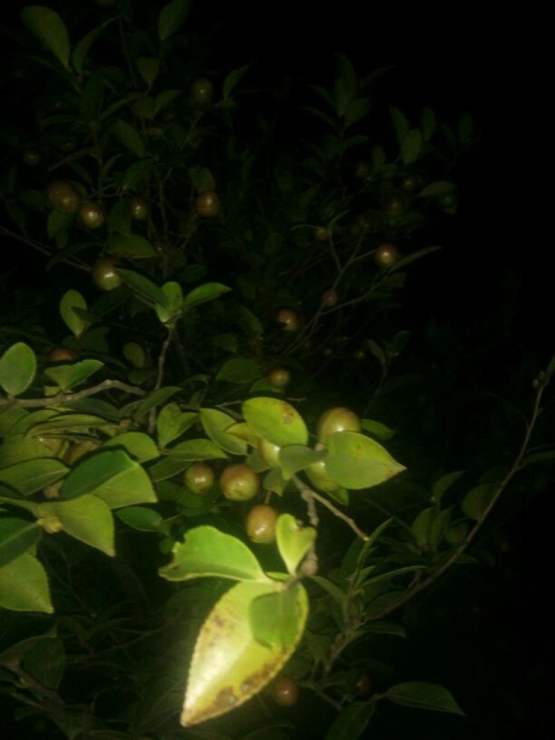 茶树油