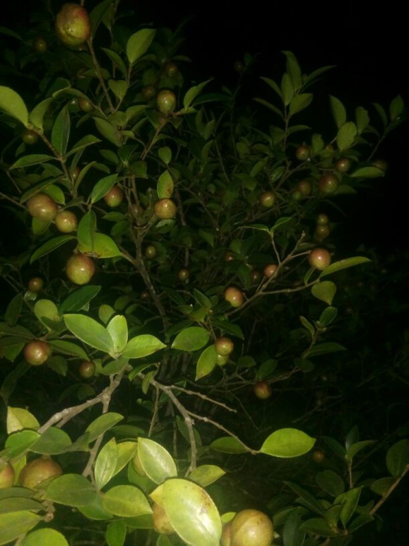 茶树油