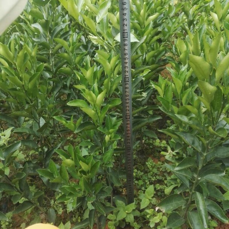 出售蒲江春见耙耙柑丑橘嫁接苗30~50cm高