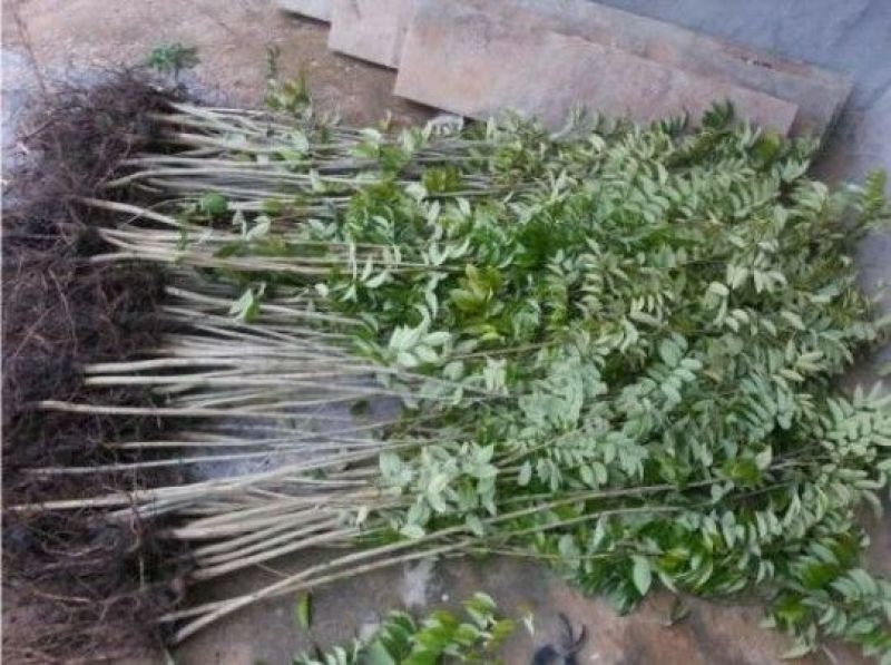 黄花梨树苗1cm以下50~80cm