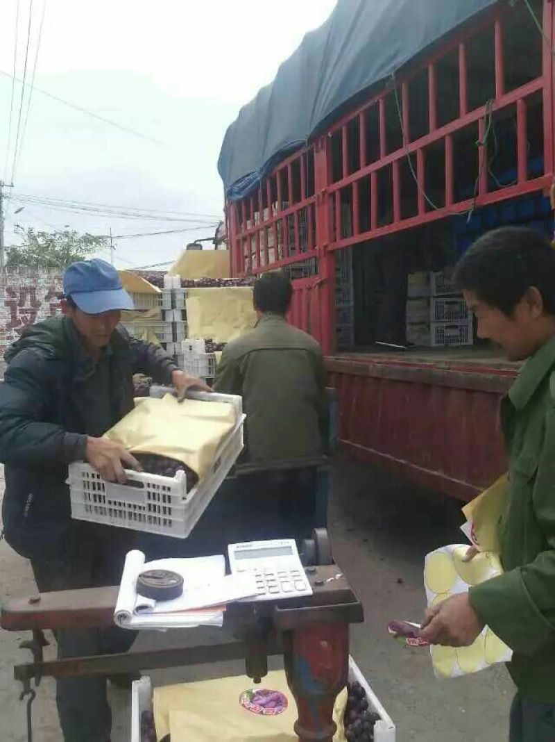 乐亭露天巨峰葡萄以结束大量上市有需要的客户联系诚信为本