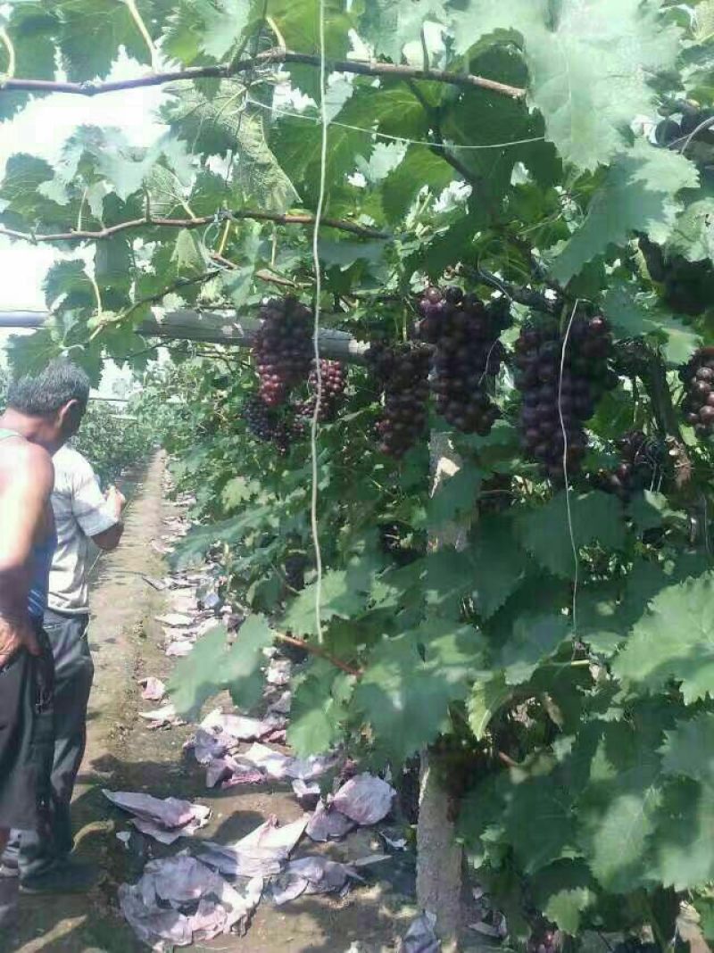 乐亭露天巨峰葡萄以结束大量上市有需要的客户联系诚信为本