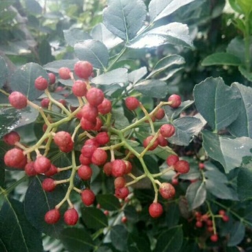 花椒苗大红袍花椒基地