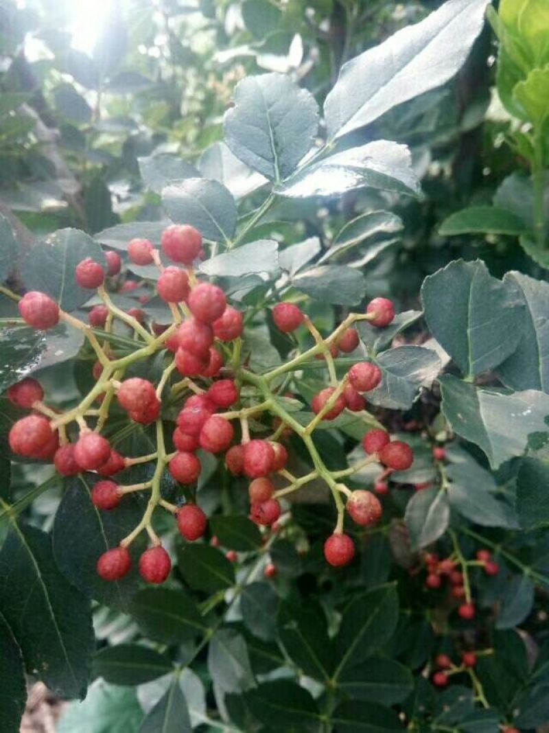 花椒苗大红袍花椒基地