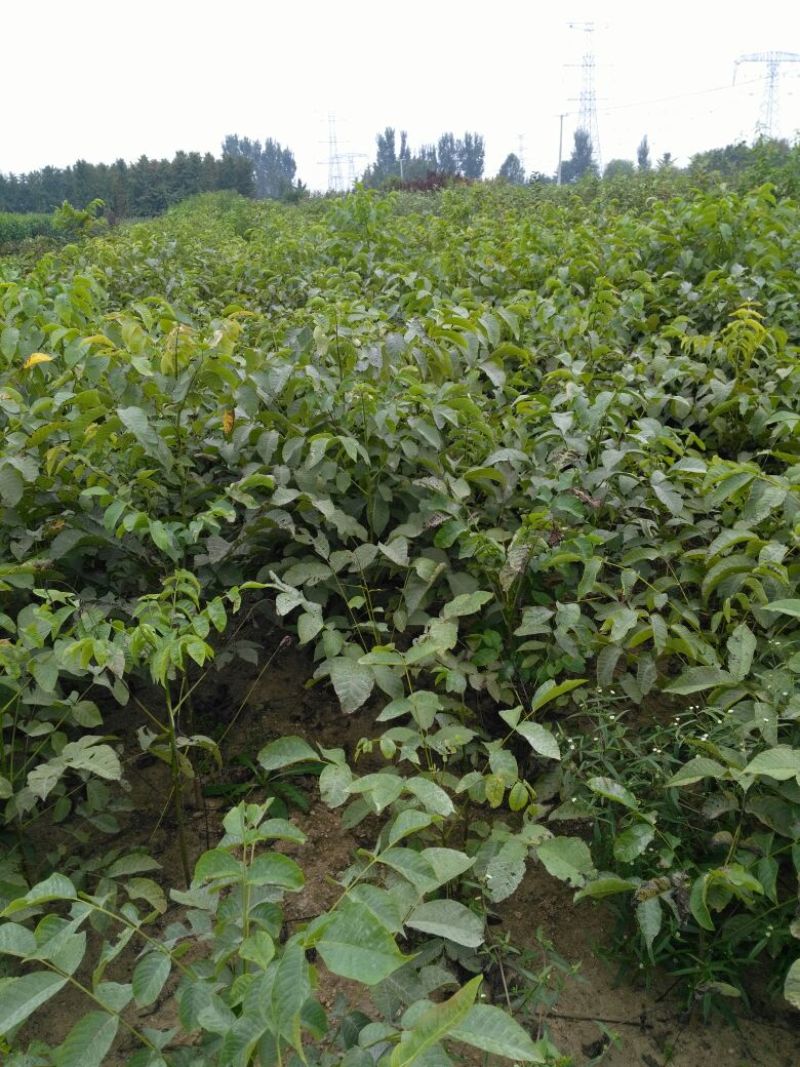 花椒苗大红袍花椒基地