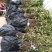 花椒苗大红袍花椒基地
